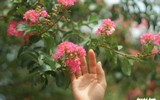 [ẢNH] Lạc lối giữa những con đường lãng mạn như phim trường